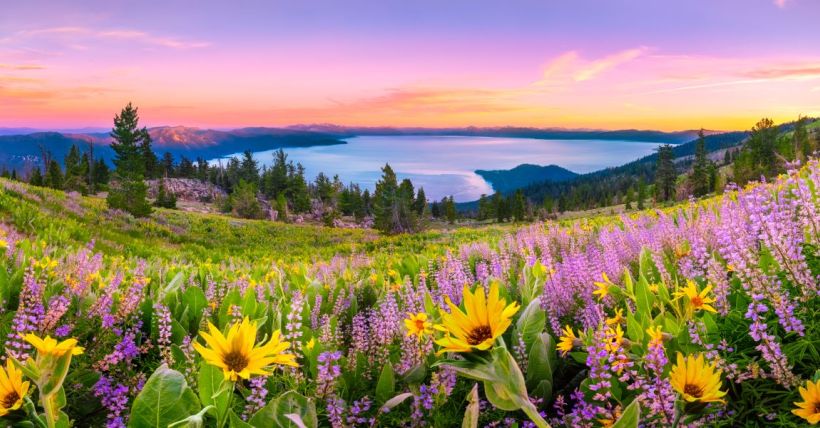 Easter Egg Hunt Truckee Tahoe Ski Events Palisades Copy